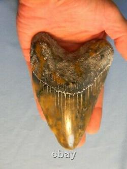 Beautiful 5 7/16 Inch Megalodon Shark Tooth Fossil