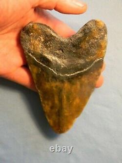 Beautiful 5 7/16 Inch Megalodon Shark Tooth Fossil