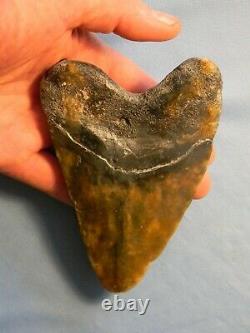 Beautiful 5 7/16 Inch Megalodon Shark Tooth Fossil