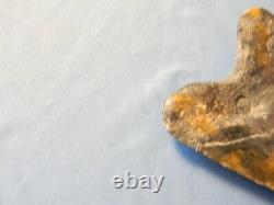 Beautiful 5 7/16 Inch Megalodon Shark Tooth Fossil