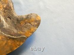 Beautiful 5 7/16 Inch Megalodon Shark Tooth Fossil