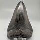 Beautiful Black Complete 4.21 Fossil Megalodon Shark Tooth Usa