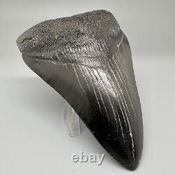 Beautiful Black Complete 4.21 Fossil MEGALODON Shark Tooth USA