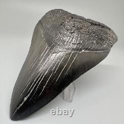 Beautiful Black Complete 4.21 Fossil MEGALODON Shark Tooth USA