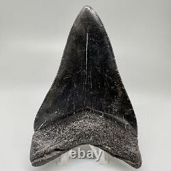 Beautiful Black Complete 4.21 Fossil MEGALODON Shark Tooth USA