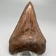 Beautiful Brown/red 3.06 Fossil Megalodon Shark Tooth Georgia