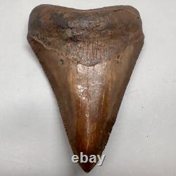 Beautiful Brown/Red 3.06 Fossil MEGALODON Shark Tooth Georgia