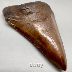 Beautiful Brown/Red 3.06 Fossil MEGALODON Shark Tooth Georgia