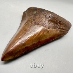 Beautiful Brown/Red 3.06 Fossil MEGALODON Shark Tooth Georgia