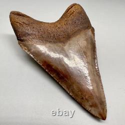 Beautiful Brown/Red 3.06 Fossil MEGALODON Shark Tooth Georgia