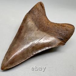 Beautiful Brown/Red 3.06 Fossil MEGALODON Shark Tooth Georgia