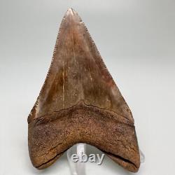 Beautiful Brown/Red 3.06 Fossil MEGALODON Shark Tooth Georgia