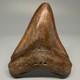 Beautiful Brown/red 3.67 Fossil Megalodon Shark Tooth Georgia