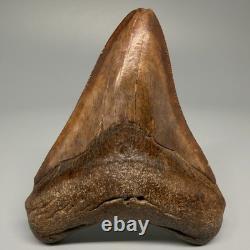 Beautiful Brown/Red 3.67 Fossil MEGALODON Shark Tooth Georgia