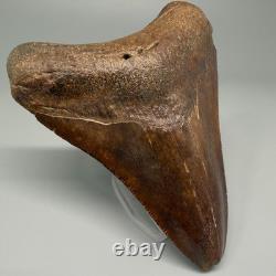 Beautiful Brown/Red 3.67 Fossil MEGALODON Shark Tooth Georgia
