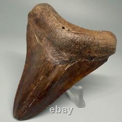 Beautiful Brown/Red 3.67 Fossil MEGALODON Shark Tooth Georgia