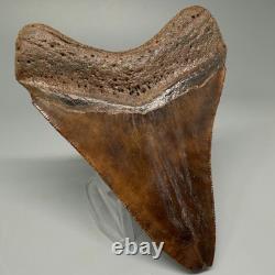 Beautiful Brown/Red 3.67 Fossil MEGALODON Shark Tooth Georgia