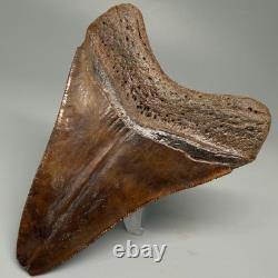 Beautiful Brown/Red 3.67 Fossil MEGALODON Shark Tooth Georgia