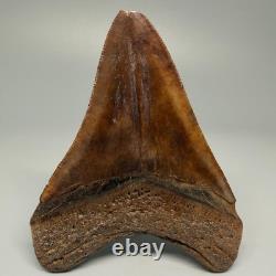 Beautiful Brown/Red 3.67 Fossil MEGALODON Shark Tooth Georgia