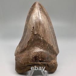 Beautiful Brown Serrated 4.91 Fossil MEGALODON Shark Tooth Georgia