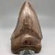 Beautiful Brown Serrated 4.91 Fossil Megalodon Shark Tooth Georgia