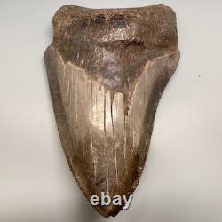 Beautiful Brown Serrated 4.91 Fossil MEGALODON Shark Tooth Georgia