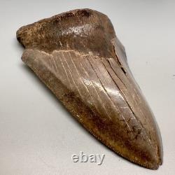 Beautiful Brown Serrated 4.91 Fossil MEGALODON Shark Tooth Georgia