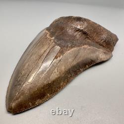 Beautiful Brown Serrated 4.91 Fossil MEGALODON Shark Tooth Georgia