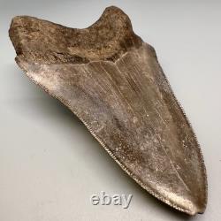 Beautiful Brown Serrated 4.91 Fossil MEGALODON Shark Tooth Georgia