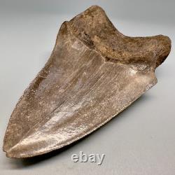 Beautiful Brown Serrated 4.91 Fossil MEGALODON Shark Tooth Georgia
