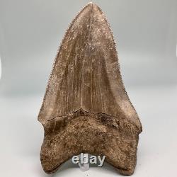 Beautiful Brown Serrated 4.91 Fossil MEGALODON Shark Tooth Georgia