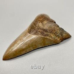 Beautiful Brown Sharply Serrated 4.14 Fossil Lower MEGALODON Shark Tooth USA