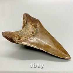 Beautiful Brown Sharply Serrated 4.14 Fossil Lower MEGALODON Shark Tooth USA
