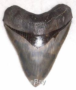 Beautiful Collector Quality4 1/4 Fossil MEGALODON Shark Tooth