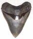Beautiful Collector Quality4 1/4 Fossil Megalodon Shark Tooth