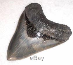 Beautiful Collector Quality4 1/4 Fossil MEGALODON Shark Tooth