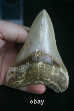 Beautiful Genuine Megalodon shark tooth 4.18 x 3.13 lovely sharp serrations