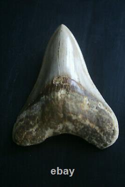 Beautiful Genuine Megalodon shark tooth 4.18 x 3.13 lovely sharp serrations