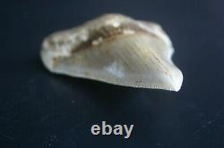 Beautiful Genuine Megalodon shark tooth 4.18 x 3.13 lovely sharp serrations