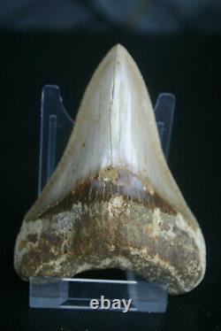 Beautiful Genuine Megalodon shark tooth 4.18 x 3.13 lovely sharp serrations