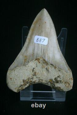 Beautiful Genuine Megalodon shark tooth 4.18 x 3.13 lovely sharp serrations