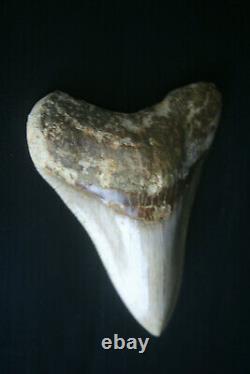 Beautiful Genuine Megalodon shark tooth 4.18 x 3.13 lovely sharp serrations