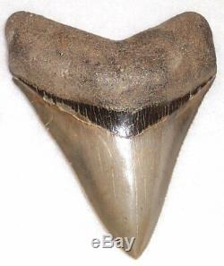 Beautiful High Quality Sharply Serrated 3 15/16 Fossil MEGALODON Shark Tooth