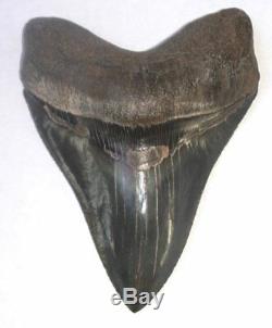 Beautiful, Large 5.0 Fossil Megalodon Tooth No Repair Or Restoration