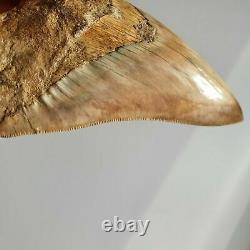 Beautiful MEGALODON Fossil Shark Tooth 5,11 inches Miocene / AMAZING COLORS