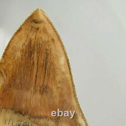 Beautiful MEGALODON Fossil Shark Tooth 5,11 inches Miocene / AMAZING COLORS