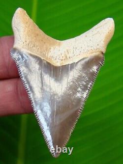 Beautiful Peru Chubutensis Shark Tooth 2 & 9/16 Real Fossil Peruvian
