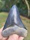 Beautiful Blue Bone Valley Megalodon Shark Tooth Fossil 3.99