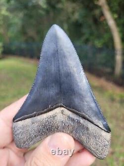 Beautiful blue bone valley megalodon shark tooth fossil 3.99