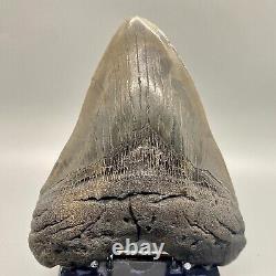 Beautiful dark colors, massive 5.81 Fossil MEGALODON Shark Tooth